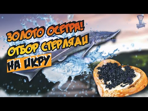 Видео: Золото осетра! Отбор стерляди на икру