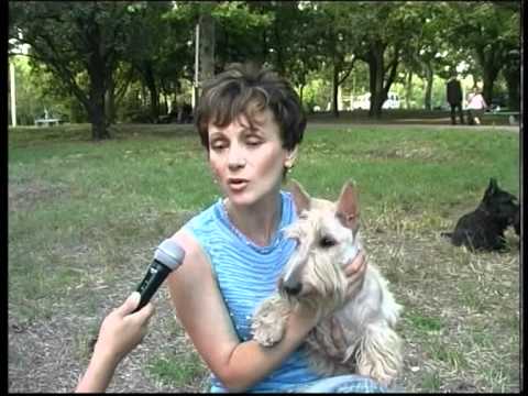 Видео: СКОТЧ ТЕРЬЕР