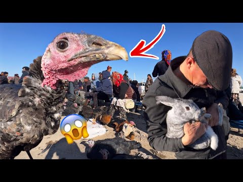 Видео: БАЗАРДА ЖАҢАЛЫҚ! ШЫМБАЙ ТАУЫҚ БАЗАРЫ БАХАЛАРЫ ӨЗГЕРДИ/ПТИЦЫ РЫНОК/CHIKEN MARKET 