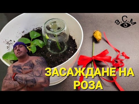 Видео: КАК ДА ЗАСАДИМ РОЗА В САКСИЯ -  НАЙ-ЛЕСНИЯТ МЕТОД  а.С.м