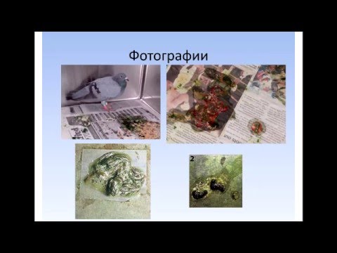 Видео: ОрниФарм Кокцидиоз голубей. Практика