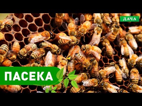 Видео: Пасечник №33 - Пасека Фисуна И.