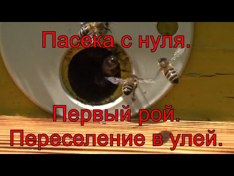 Видео: Пасека с нуля. Первый рой. Пересадка в улей.