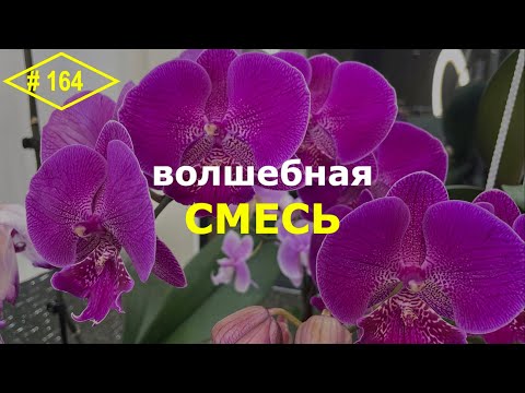 Видео: # 164 Чтобы орхидеи были здоровыми и пышно цвели … #ОрхидейнаяАптека