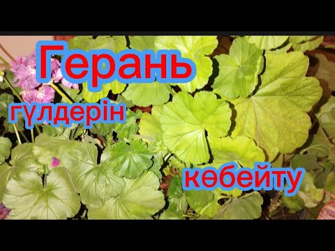 Видео: Герань гүлін көбейту және дұрыс күтім жасау .#өсімдік #гүлдер #өсіру #герань Гүлдер әлемі 🌺