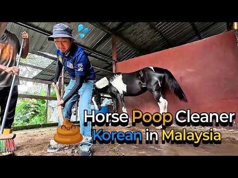 Видео: Кореец оказался занят уборкой лошадиного навоза в Малайзии 💩🇲🇾