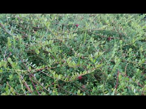 Видео: Можно ли сажать клюкву под голубикой?