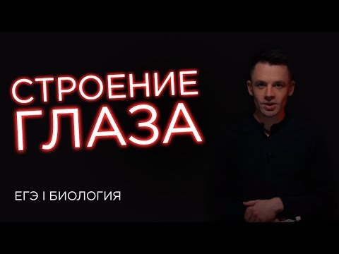Видео: Строение глаза | ЕГЭ Биология | Даниил Дарвин