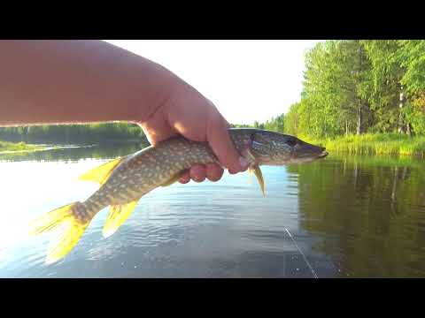 Видео: #Окунь на микроджиг. Краткий обзор на GAD Pinpoint PP712UL 7'1"/2,15  1-7г.