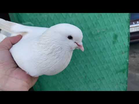 Видео: Бойные Голуби🕊 Весна☀️Голуби радуют , кайф! #бойныеголуби #pigeons #doves #tbilisi #georgia