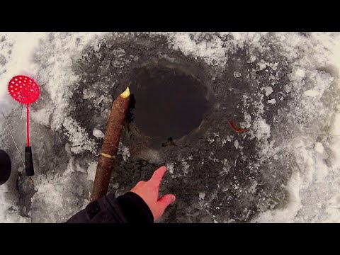 Видео: Налим по первому льду! Этот монстр стоит прямо в лунке! Проверка тычек!