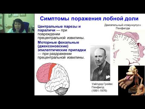 Видео: Усова Н.Н. Симптомы поражения лобной доли