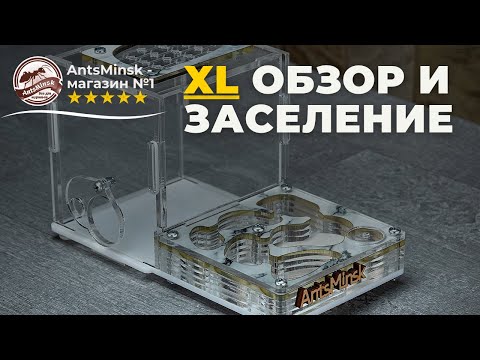 Видео: Как заселить муравьёв в муравьиную ферму XL AntsMinsk?