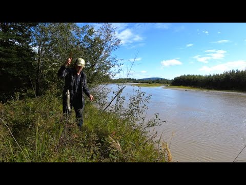 Видео: Рыбалка на налима.Озерный лосось.