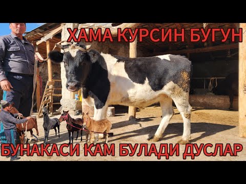 Видео: АЗИЗБЕК АКАМЗДАН КУНИ ЯАКИН БУГОЗЛАР  ВА ТОЙЛАР СОТЛАДИ БУНАКАСИ КАМ БУЛАДИ ДУСЛАР 