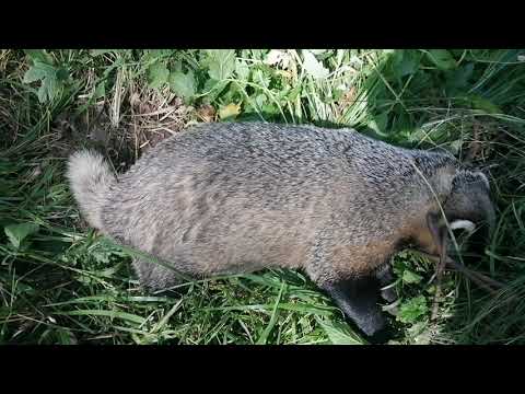 Видео: Охота на барсука проходными капканами. Сезон 2023г.