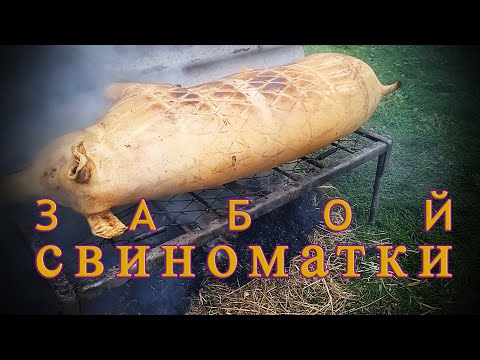Видео: Забой свиноматки, Подкапчую САЛЬЦО на соломке.