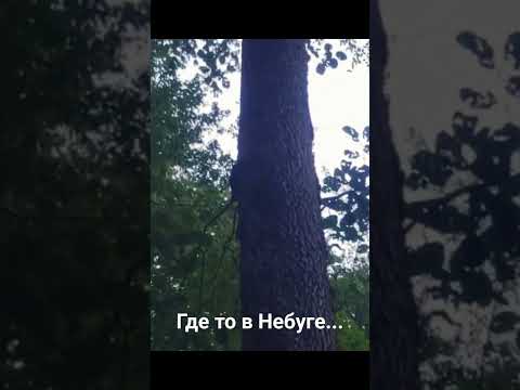 Видео: Небуг 29.08.23 #водопады #море #прогулки #деревья #природа #топ