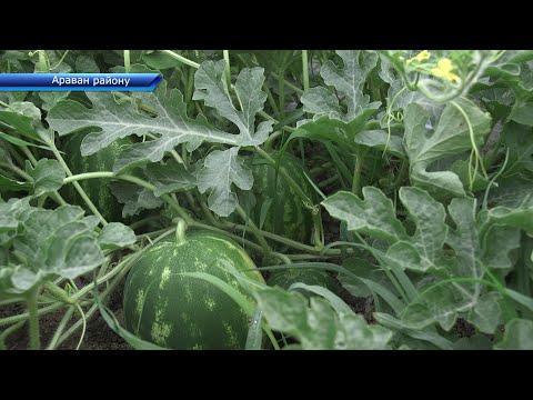 Видео: Араванда капуста, пияз жана картошка сатууга чыкты