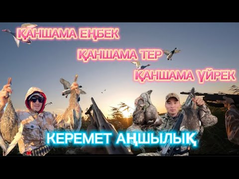 Видео: Керемет үйрекке аңшылық. Сезон енді ғана ашылды @azamatgs