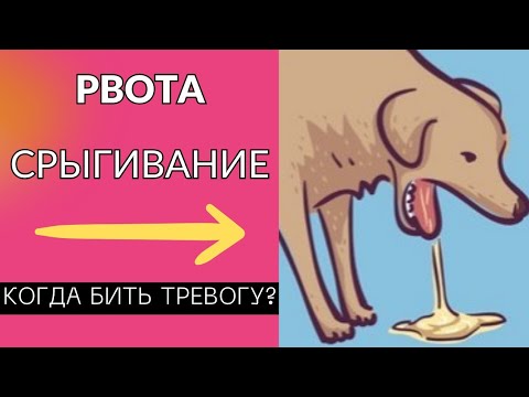 Видео: 🐕🐾📝 Рвота и срыгивание у собак