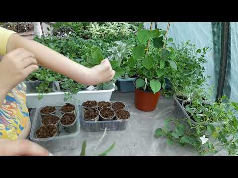 Видео: Укоренение Бугенвиллеи летом (2022год)