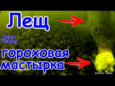 Видео: ГОРОХОВАЯ МАСТЫРКА - реакция рыбы 🐟. Подводная съемка рыбалки. Лещ/карась/карп/плотва на горох.