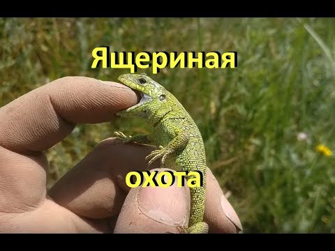 Видео: Большая охота на ящериц / ящерица прыткая / ловля, содержание, транспортировка