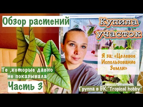 Видео: Обзор растений. Часть 3. Мои алоказии постоянно цветут 😳