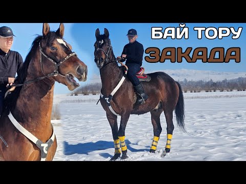 Видео: БАЙТОРУ мощный ат ЗАКАДАН ЧЫКТЫ