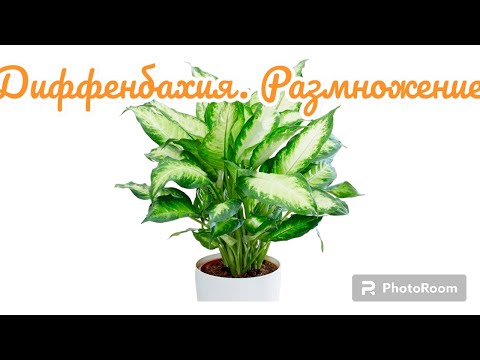 Видео: Диффенбахия.Размножение.