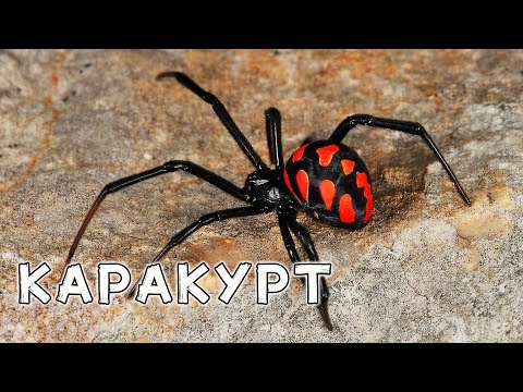 Видео: Каракурт, Черная вдова. Встреча с ядовитым пауком.