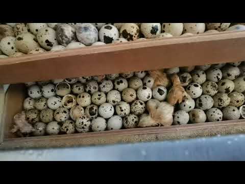 Видео: Целый рабочий день, перепеловода. Нужно пахать!