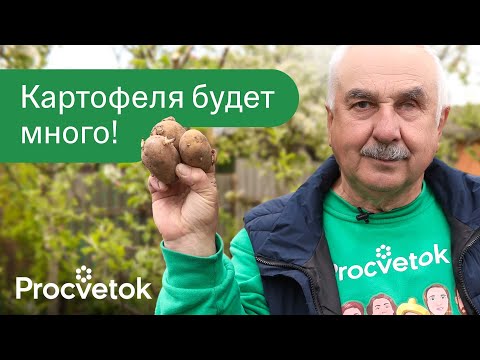 Видео: ПРОСТО ДОБАВЬТЕ ЭТО В ЛУНКУ ПРИ ПОСАДКЕ КАРТОШКИ, и она даст огромный и вкусный урожай