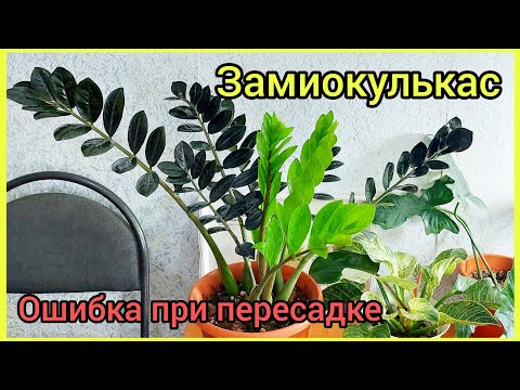 Видео: Ошибка при пересадке🌿 #ЗАМИОКУЛЬКАС 🌿Как исправляла #долларовоедерево #цветы #растения #суккуленты