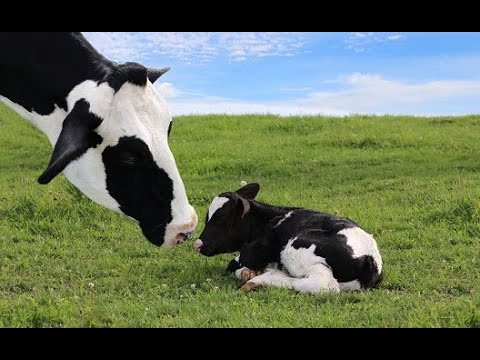 Видео: Наконец-то это произошло. Отёл коровы ждали ... 3 месяца!