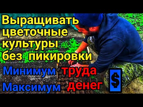Видео: Миллион на цветах. ХОТИТЕ ЗАРАБАТЫВАТЬ НА ЦВЕТАХ!! Выращивайте без пикировки, без рассадным способом