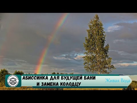 Видео: Абиссинская скважина Ярославль 💧// СНТ Березка