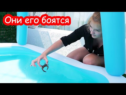 Видео: VLOG Реакция Насти и Алисы на краба. Страшная новость