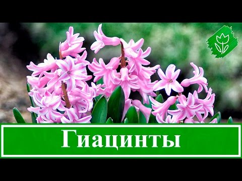 Видео: Цветы гиацинты – посадка, уход, выращивание и хранение; гиацинты после цветения