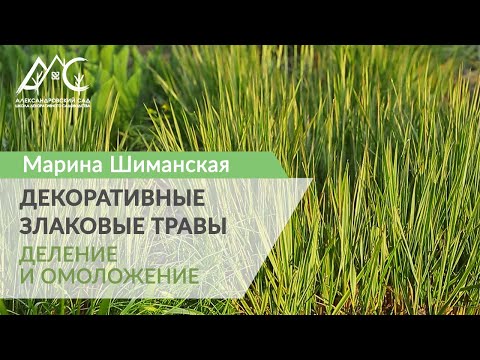 Видео: Декоративные злаковые травы весной – размножение и омоложение