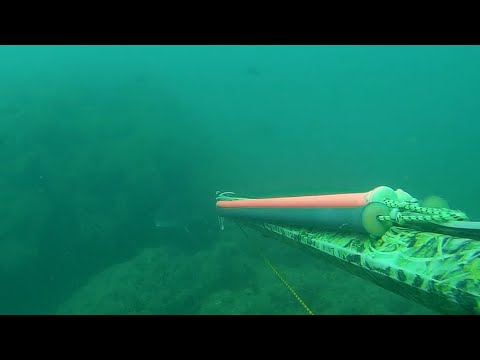 Видео: Подводная охота на Черном море в Абхазии 20.08.2025.