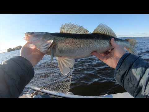 Видео: Осенний жор судака. Рыбалка на Финском заливе.