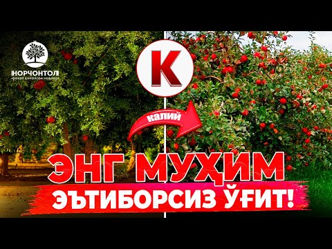 Видео: ЭНГ МУҲИМ ЭЪТИБОРСИЗ ЎҒИТ | ШУҲРАТ АБРОРОВ               #uzbekistan #shuhratabrorov