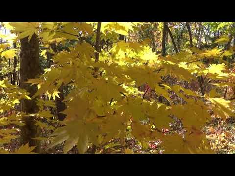 Видео: Осенние таёжные зарисовки, октябрь 2025 г.