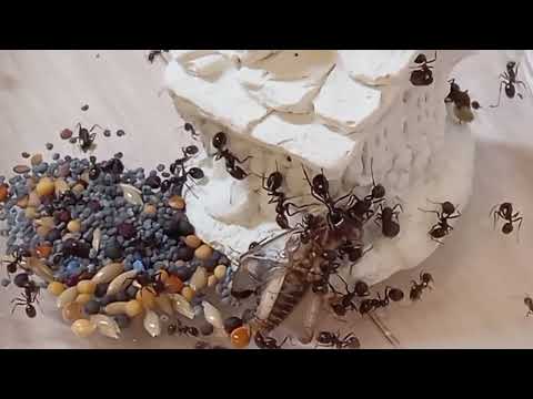 Видео: 2 Часть. Подготовка муравьев к моему отъезду!