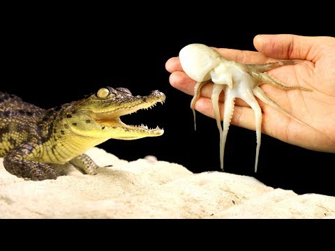 Видео: ЧТО ЕСЛИ КРОКОДИЛУ ДАТЬ ОСЬМИНОГА И МЕЛКИХ РЫБОК - Выпуск #11