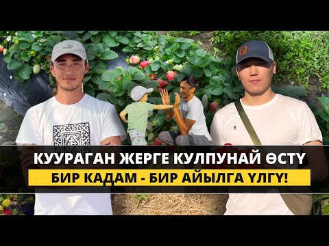 Видео: Орусиядан айылга кайтып, жүздөгөн адамга үлгү болгон Руслан!
