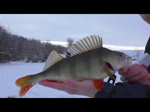 Видео: Окунь на беэмотылку.Малая речка. 9 декабря 2022.
