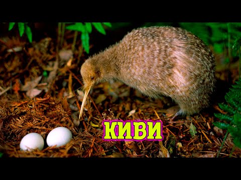 Видео: Тайны Киви. Взгляд в Удивительный Мир Новозеландских Птиц